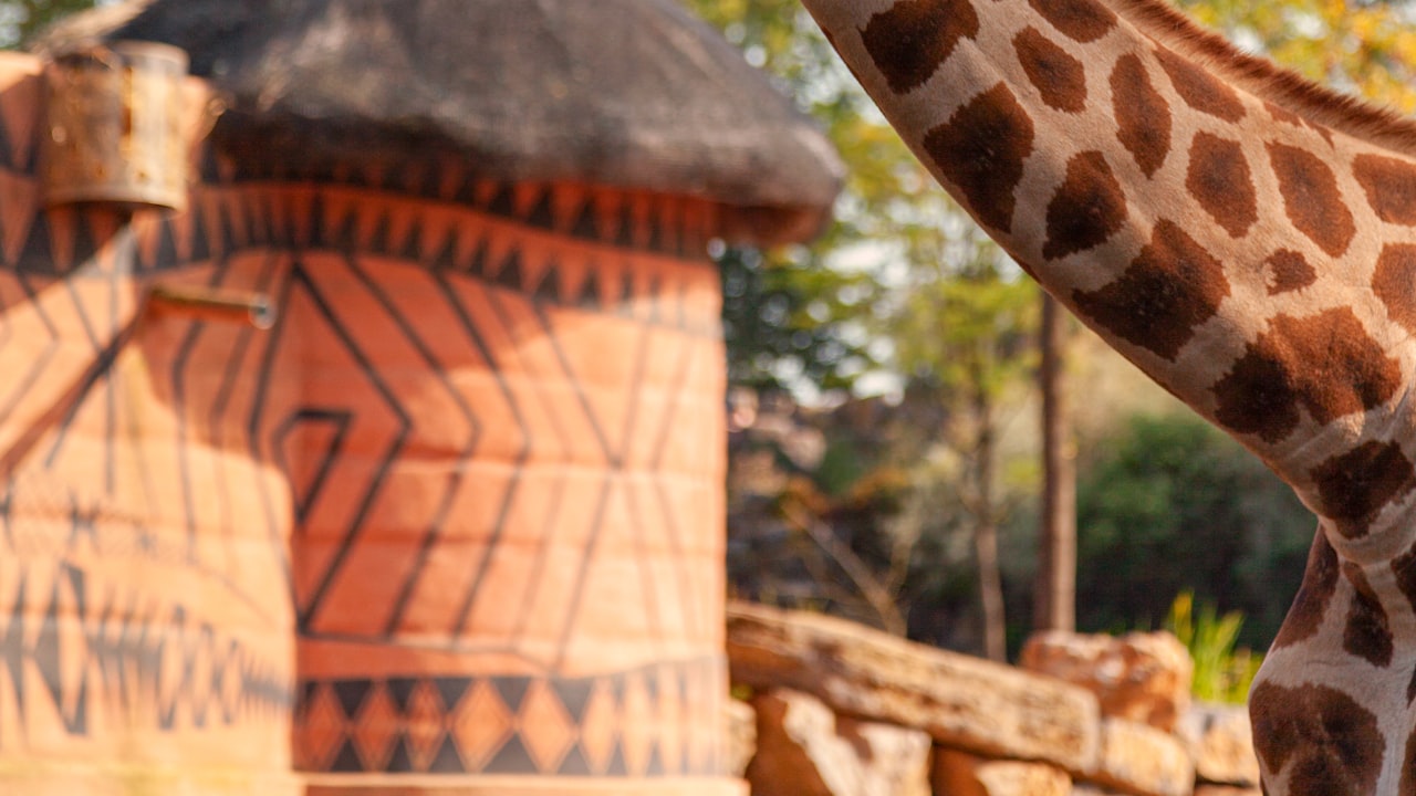 Advantages of Buying a Giraffe Pressure Washer